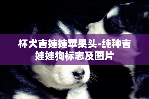 杯犬吉娃娃蘋果頭-純種吉娃娃狗標志及圖片