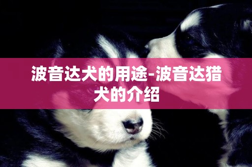 波音達犬的用途-波音達獵犬的介紹
