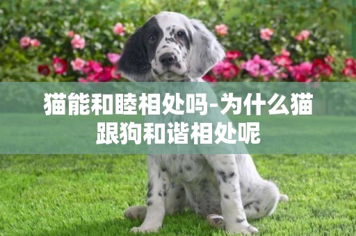 貓能和睦相處嗎-為什么貓跟狗和諧相處呢