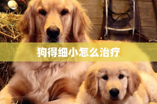 狗得細小怎么治療