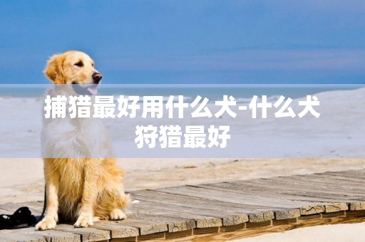 捕獵最好用什么犬-什么犬狩獵最好