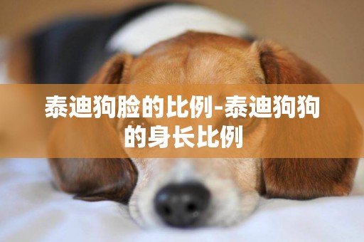 泰迪狗臉的比例-泰迪狗狗的身長比例