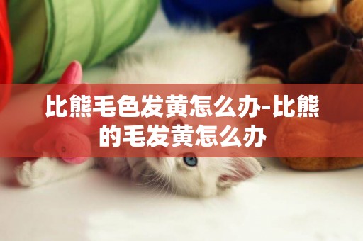 比熊毛色發黃怎么辦-比熊的毛發黃怎么辦