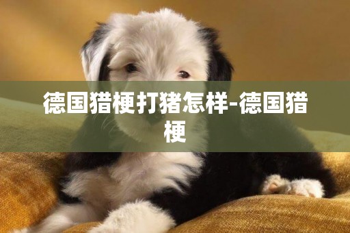 德國獵梗打豬怎樣-德國獵梗