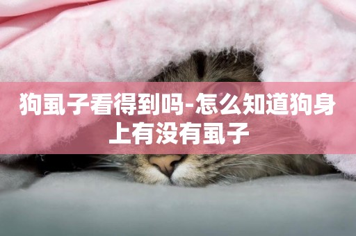 狗虱子看得到嗎-怎么知道狗身上有沒有虱子