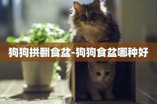 狗狗拱翻食盆-狗狗食盆哪種好