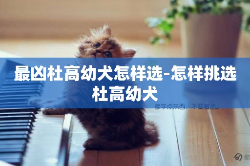 最兇杜高幼犬怎樣選-怎樣挑選杜高幼犬