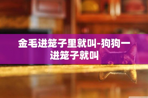 金毛進籠子里就叫-狗狗一進籠子就叫