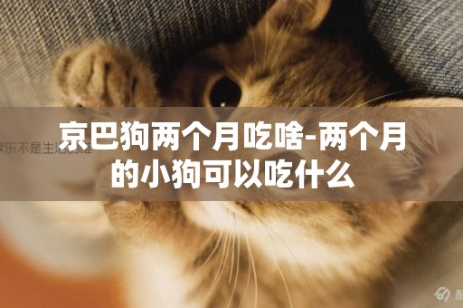 京巴狗兩個月吃啥-兩個月的小狗可以吃什么