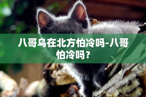 八哥烏在北方怕冷嗎-八哥怕冷嗎？