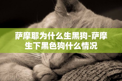 薩摩耶為什么生黑狗-薩摩生下黑色狗什么情況