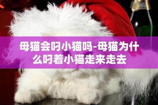母貓會叼小貓嗎-母貓為什么叼著小貓走來走去