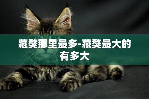 藏獒那里最多-藏獒最大的有多大