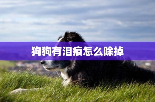 狗狗有淚痕怎么除掉
