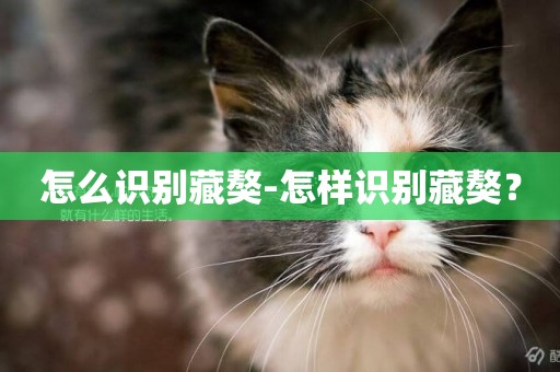 怎么識別藏獒-怎樣識別藏獒？