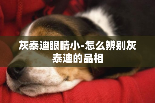 灰泰迪眼睛小-怎么辨別灰泰迪的品相
