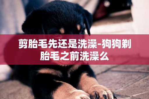 剪胎毛先還是洗澡-狗狗剃胎毛之前洗澡么