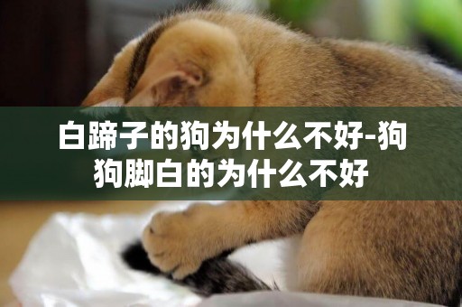白蹄子的狗為什么不好-狗狗腳白的為什么不好