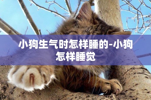 小狗生氣時怎樣睡的-小狗怎樣睡覺