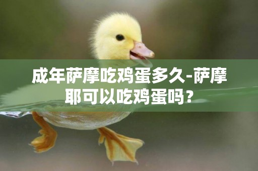 成年薩摩吃雞蛋多久-薩摩耶可以吃雞蛋嗎？
