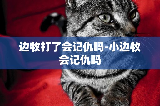 邊牧打了會記仇嗎-小邊牧會記仇嗎