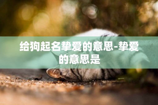 給狗起名摯愛的意思-摯愛的意思是
