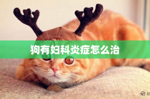 狗有婦科炎癥怎么治