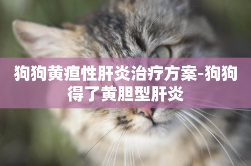狗狗黃疸性肝炎治療方案-狗狗得了黃膽型肝炎