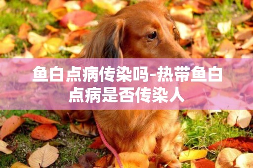 魚白點病傳染嗎-熱帶魚白點病是否傳染人