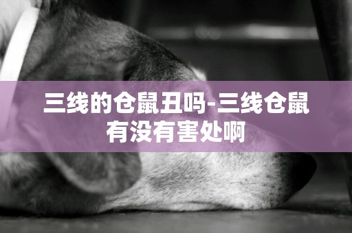 三線的倉鼠丑嗎-三線倉鼠有沒有害處啊
