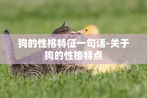 狗的性格特征一句話-關于狗的性格特點