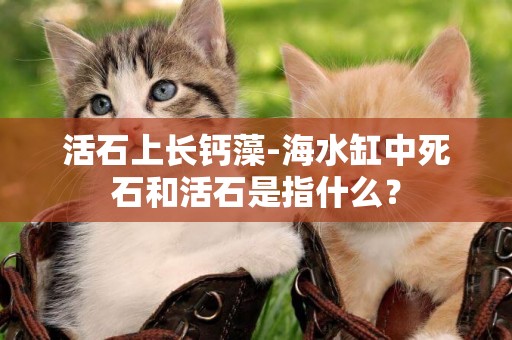活石上長鈣藻-海水缸中死石和活石是指什么？