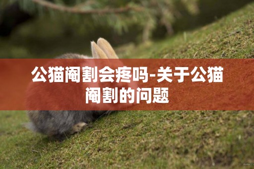 公貓閹割會疼嗎-關于公貓閹割的問題