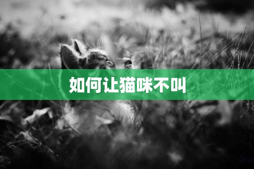 如何讓貓咪不叫
