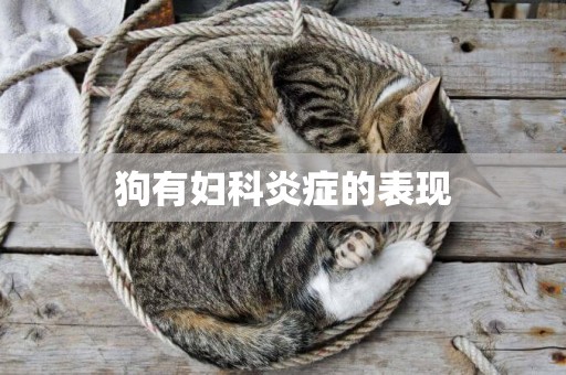 狗有婦科炎癥的表現