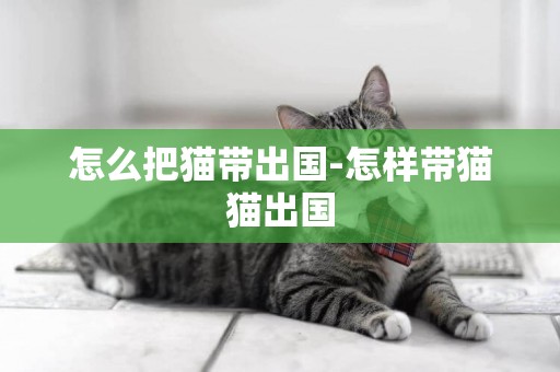 怎么把貓帶出國-怎樣帶貓貓出國