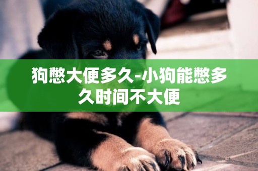 狗憋大便多久-小狗能憋多久時間不大便