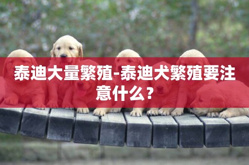 泰迪大量繁殖-泰迪犬繁殖要注意什么？