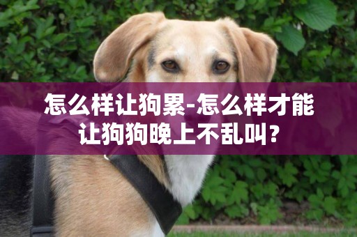 怎么樣讓狗累-怎么樣才能讓狗狗晚上不亂叫？