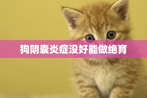 狗陰囊炎癥沒好能做絕育