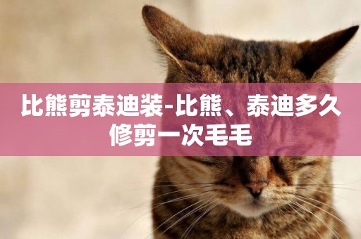 比熊剪泰迪裝-比熊、泰迪多久修剪一次毛毛