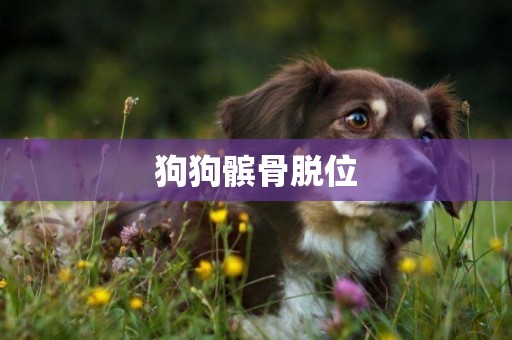 狗狗髕骨脫位