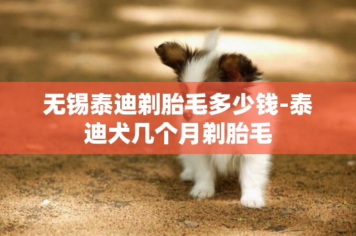 無錫泰迪剃胎毛多少錢-泰迪犬幾個月剃胎毛