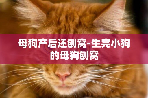 母狗產后還刨窩-生完小狗的母狗刨窩