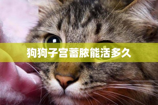 狗狗子宮蓄膿能活多久