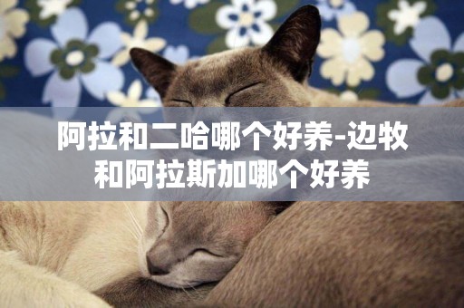 阿拉和二哈哪個好養-邊牧和阿拉斯加哪個好養