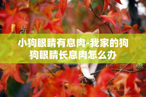 小狗眼睛有息肉-我家的狗狗眼睛長息肉怎么辦