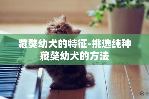 藏獒幼犬的特征-挑選純種藏獒幼犬的方法
