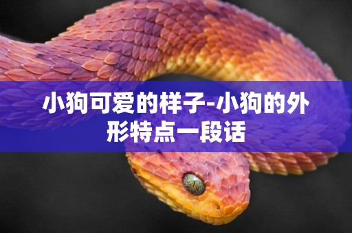 小狗可愛的樣子-小狗的外形特點一段話
