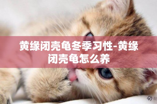 黃緣閉殼龜冬季習性-黃緣閉殼龜怎么養